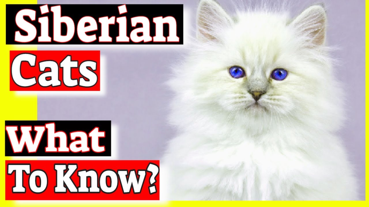 How Much Do Siberian Forest Cats Cost? Tipseri