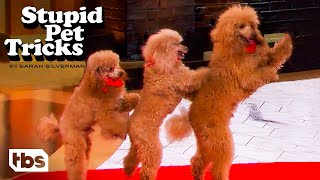 Sarah Silverman Starts a Poodle Conga Line (Clip) | Stupid Pet Tricks | TBS