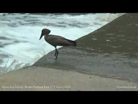 Kruger National Park 03 February 2023 - Hamerkop fishing.