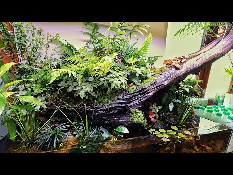 STUNNING 4 FOOT PALUDARIUM