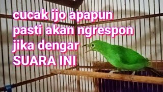 Download lagu CUCAK IJO BETINA GACOR manggil CUCAK IJO JANTAN || dalam hitungan detik pasti akan ngrespon mp3