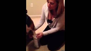 Dog paw bandage tip