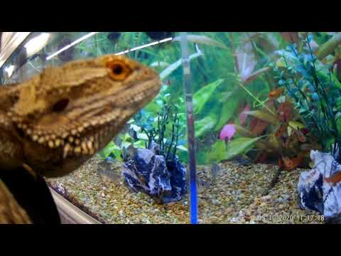 2020 0510 111354 003 pet store run