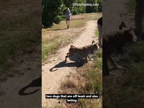 Why am I protecting this dog from the 2 dogs off leash?#doglover #dogs #dogshorts #dogtraining #reel