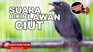 Download lagu #1 🔴 Suara Tembakan Ngeri Srigunting Abu Abu Gacor ❗️Masteran Mahal 2023 mp3