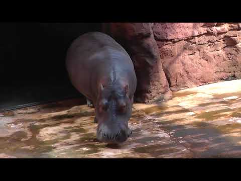 Afrykarium Wrocław. Feeding hippos
