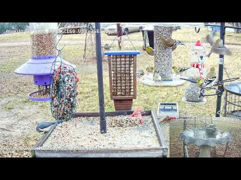 North Texas Front Yard Bird feeders Live!! New Camera!! Great video!!