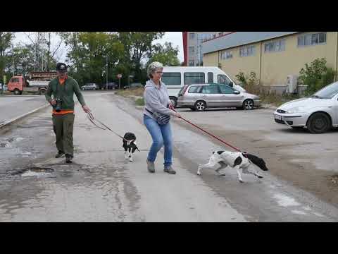 Pit schaut so schön nach seinem Gassigänger Lamis möchte rennen 240916