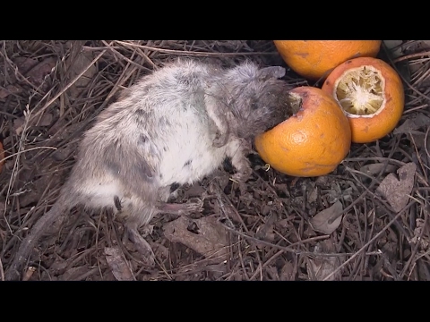 Protecting an Orchard -- I Kill Squirrels and Rats with IEDs