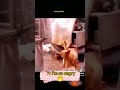 He Goat Mating With A Dog