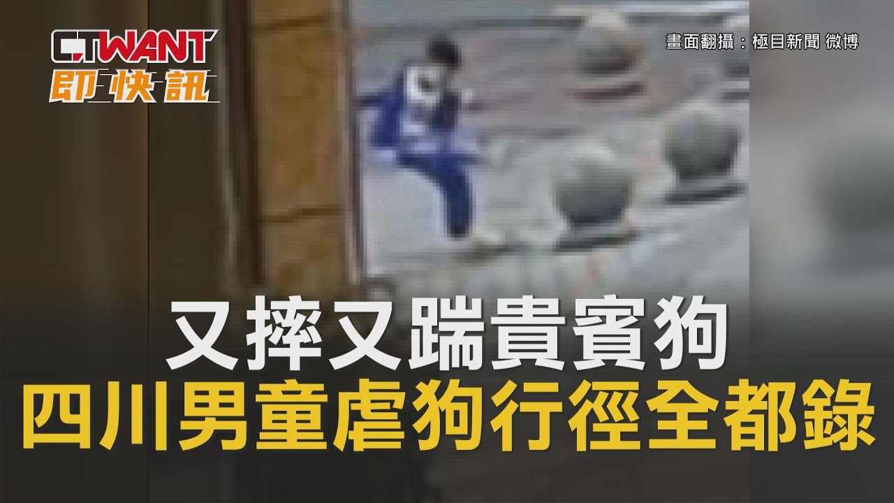 圖說-又摔又踹貴賓狗　四川男童虐狗行徑全都錄