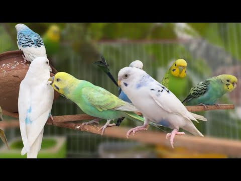 Budgie Sounds 24 Hours