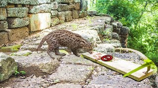 Simple DIY Wild Cat Trap Using (Board Trap) That work 100%-The Most Powerful Trap