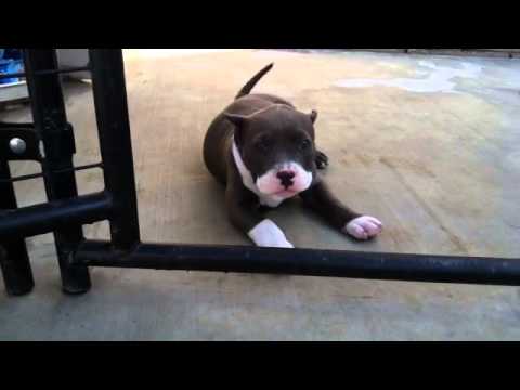 American bully pitbull puppies for sale - 8 weeks old