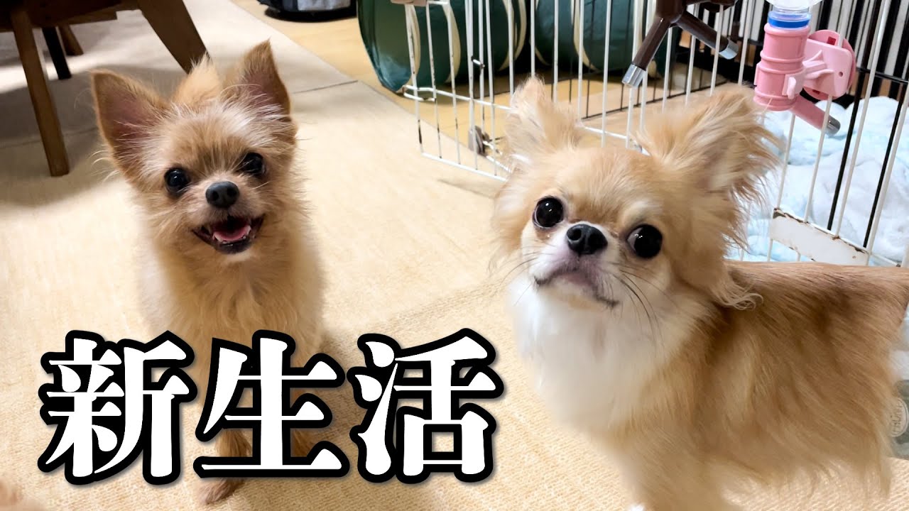 【お知らせ】わんこ6匹と新生活が始まりました