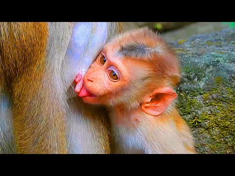 Is Lynx at the age of reducing milk from his mother? Lynx slowly requests milk but mom refuses him