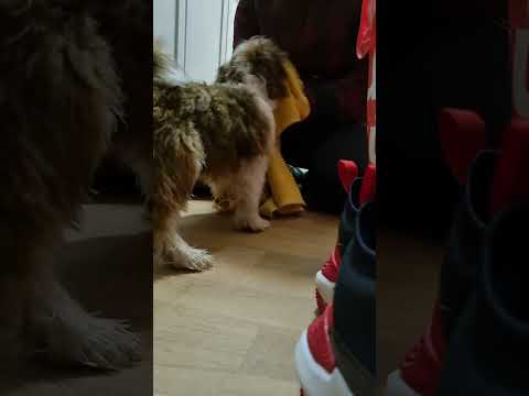 Kampf mit den Handtuch