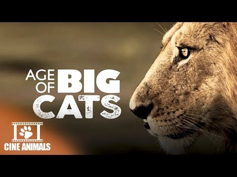 World Domination - Age of Big Cats (4K UHD) | Cine Animals