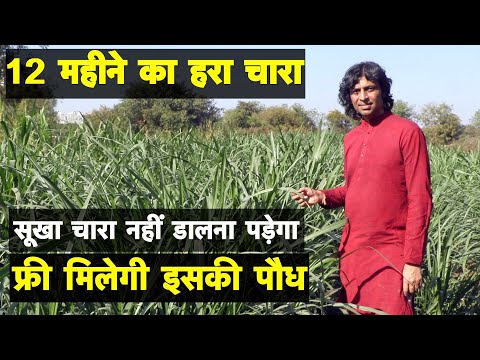 12 महीने का हरा चारा, फ्री मिलेगी पौध, सूखा चारा नहीं डालना पड़ेगा || Technical Farming ||