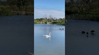 Download lagu 🇹🇼Travelogue - Swan #taiwan #swan #lake mp3