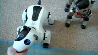 Salvo and Oscar hanging out!