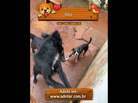 Vídeo de Obs