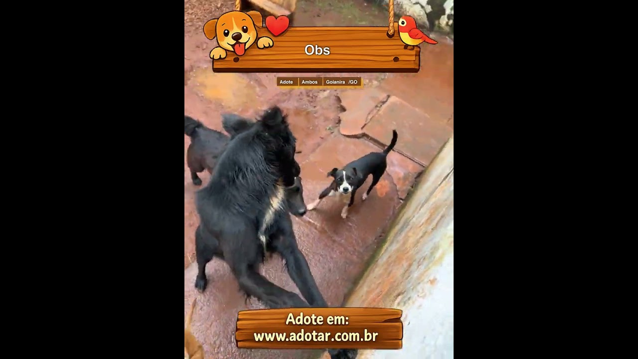 Cachorro raça SRD-ViraLata idade 2 anos nome Obs