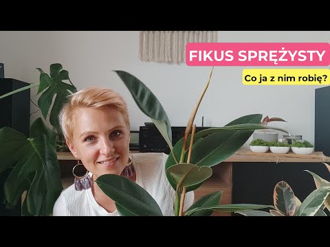 Fikus sprężysty | Co robię, że tak rośnie? | Pielęgnacja fikusa sprężystego | Rozmnażanie| Pipilotka