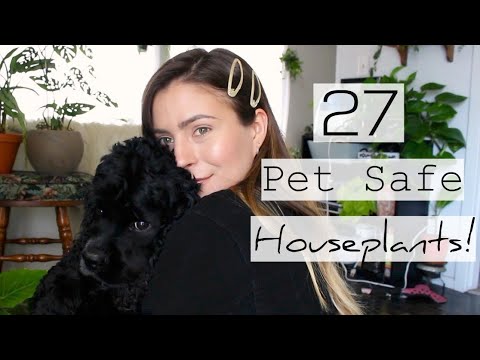 download lagu mp3 mp4 Aspca Toxic List, download lagu Aspca Toxic List gratis, unduh video klip Aspca Toxic List