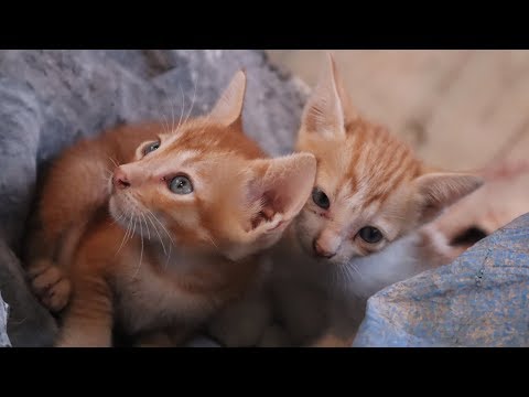 cats and kittens meowing