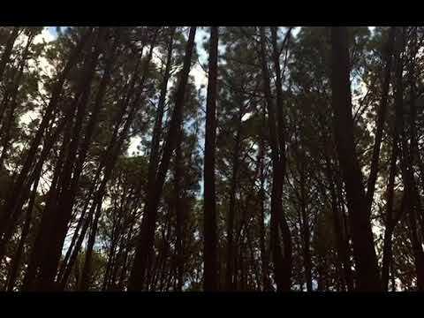 Meditacion con flauta nativa Edwin sota