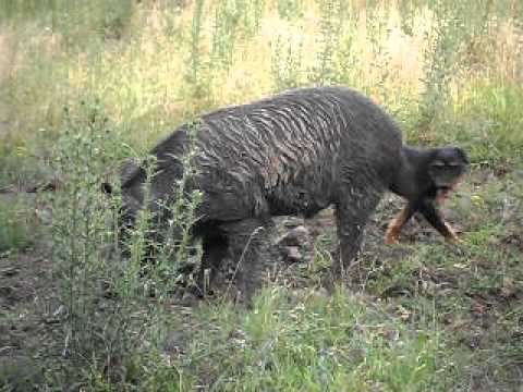 Lovci Prcilovica - Brak jazavicar i terijer 3 ( DJOLE)