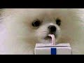 Water Flow Lo Fi Original JP