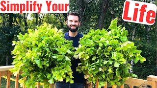 Harvesting ALL Our Celery We Need for a Year