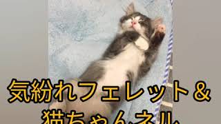 猫とフェレットの陣取り合戦〜この爪研ぎは僕のモノ♪