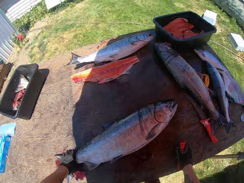 download lagu mp3 mp4 June Hogs, download lagu June Hogs gratis, unduh video klip June Hogs