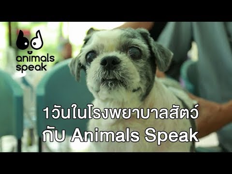 วางค้อนของ ธ อร์ซื้อในโซซี ซื้อเชื้อโรคหญิงในร้านขายยาคาร์คอฟ