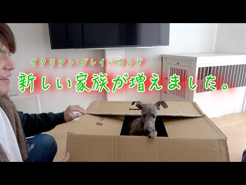 イタリアン グレーハウンドまたはリトル イタリアン ウルフハウンド