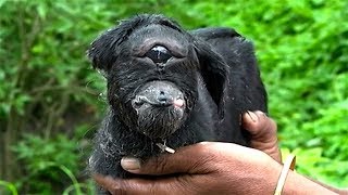 5 НЕОБЫЧНЫХ ЖИВОТНЫХ: КОЗЛЁНОК ЦИКЛОП 😬