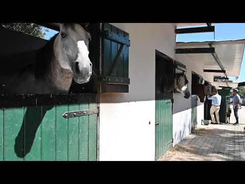 Coudelaria Lusitanos d`Atela