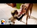Baby Monkey Stolen From His Mama Gets Comfort From Deer BFF The Dodo