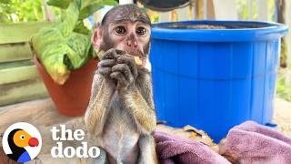 Baby Monkey Stolen From His Mama Gets Comfort From Deer BFF | The Dodo