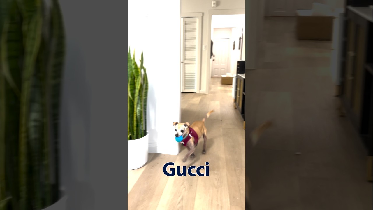 Gucci 13925, a Adoptable mixed breed in San Francisco, CA video 6/6
