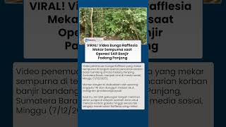 VIRAL! Video Bunga Rafflesia Mekar Sempurna saat Operasi SAR Banjir Padang Panjang