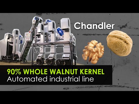 Complete cycle of walnut processing in industrial orchard. Line 200 kg/h