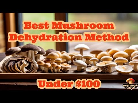 THE BEST Mushroom Dehydration Method under $100!