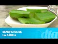 Beneficios De La Sábila