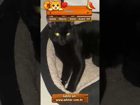 Vídeo de Shoyu