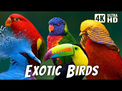 Most Exotic Birds | Relaxing Bird Sounds | Breathtaking & Colorful Nature | Stress Relief Sounds