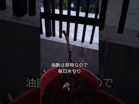 園芸 イチジクのリラ、リライチジク